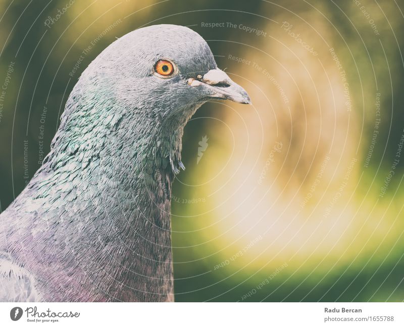 Pigeon Portrait Environment Nature Animal Wild animal Bird Animal face 1 Observe Looking Friendliness Funny Cute Blue Gray Green Orange Dove gray Feral