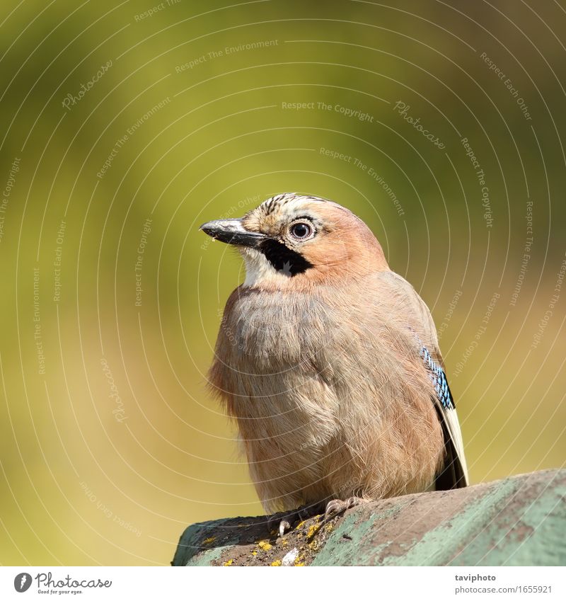 beautiful eurasian jay Elegant Beautiful Life Environment Nature Animal Autumn Forest Bird Observe Cute Clean Wild Blue Brown White Colour colorful Feather eye