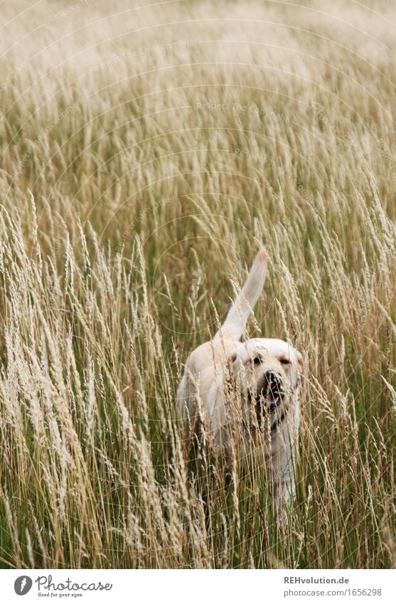 on the way Environment Nature Landscape Grass Meadow Field Animal Pet Dog Movement Walking Blonde Free Natural Colour photo Subdued colour Exterior shot Day