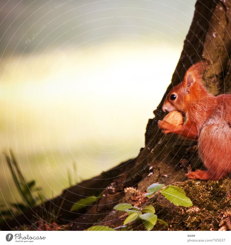 nutcrackers Environment Nature Plant Animal Spring Summer Beautiful weather Tree Meadow Wild animal Squirrel 1 Observe To feed Small Cute Red Love of animals