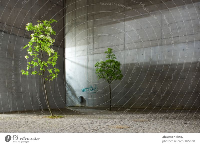 Nature Architecture Tree Plant Leaf Wood Tree trunk Branch Thread Life Death Concrete Light Shadow Building formwork Illuminate Gravel