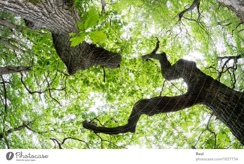 oak forest Environment Nature Landscape Plant Sky Sunlight Spring Summer Beautiful weather Oak tree Oak forest Tree trunk Leaf canopy Twigs and branches Branch