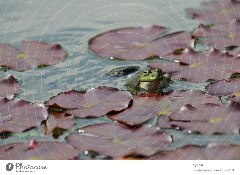 frog luck Nature Water Summer Park Pond Rutting season Observe Brash Free Happiness Near Wet Gold Green Serene Idyll Contentment Quack Frog Water lily leaf