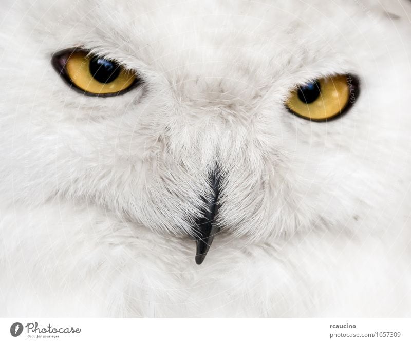 Close-up of snowy owl Face Snow Bird Yellow White Owl Bubo Strigidae eyes orange muzzle Wild animal Portrait photograph