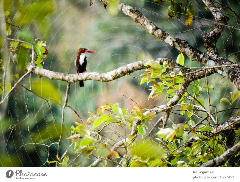 Kingfisher on a branch Environment Nature Animal Tree Leaf Forest Wild animal Bird 1 Esthetic Exotic Beautiful Natural Colour photo Exterior shot Deserted