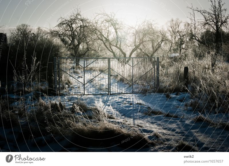 winter garden Environment Nature Landscape Cloudless sky Horizon Winter Beautiful weather Ice Frost Tree Bushes Garden Gate Glittering Illuminate Bright Cold