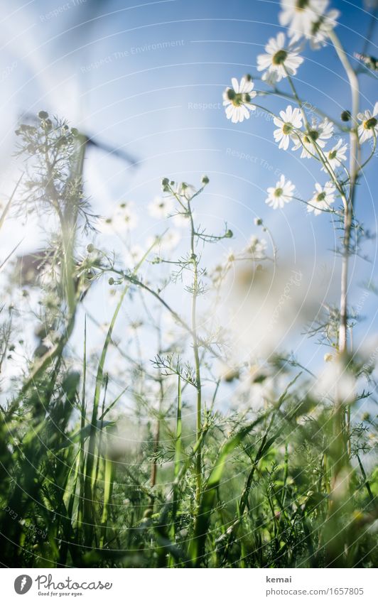 AST9 | Break in the meadow Environment Nature Plant Cloudless sky Sunlight Summer Beautiful weather Warmth Flower Grass Blossom Foliage plant Meadow Blossoming