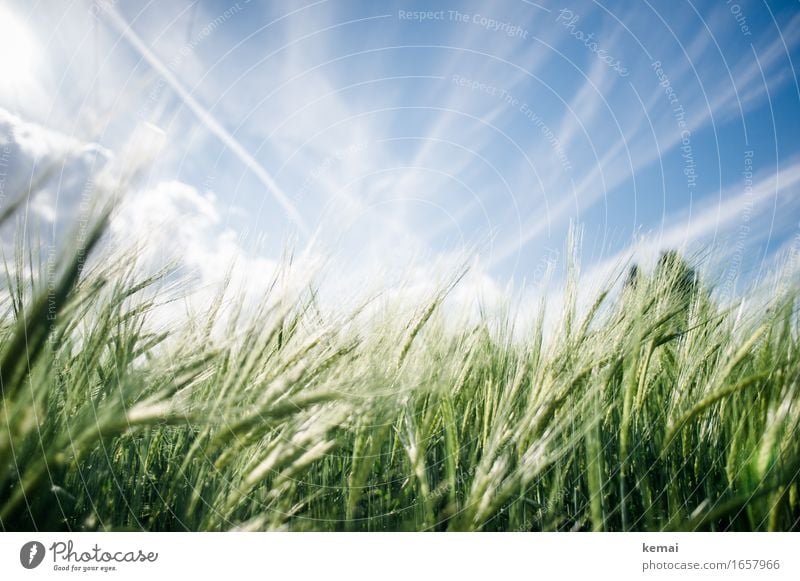 AST9 | Summer field Environment Nature Plant Sky Clouds Sunlight Beautiful weather Warmth Agricultural crop Barley Barleyfield Barley ear Cornfield Grain