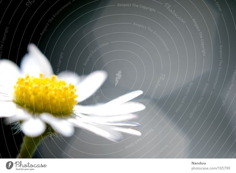 A flower lily Environment Nature Plant Flower Blossom Daisy Esthetic Beautiful Small Positive Clean Yellow Gray White Ease Transience Lens flare Blur Blossoming