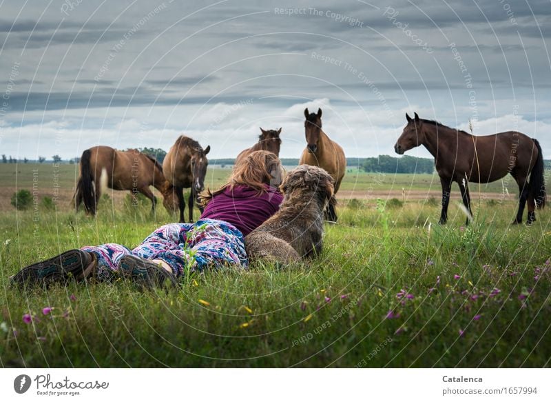 Animal friendships, dachshund dog and young woman lying in the grass in the pasture watching a group of horses Feminine Young woman Youth (Young adults)