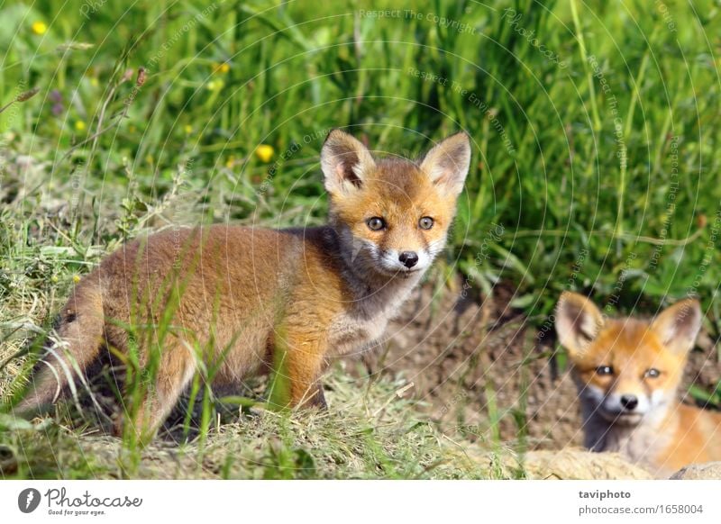 curious fox cub looking at the camera Beautiful Summer Baby Nature Animal Grass Forest Fur coat Wild animal Dog Baby animal Stand Small Natural Cute Soft Brown