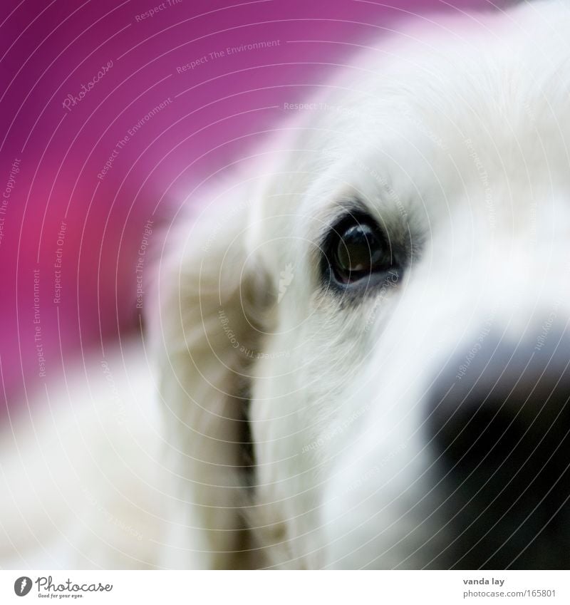 girl dog Colour photo Multicoloured Detail Macro (Extreme close-up) Deserted Copy Space left Copy Space top Neutral Background Blur Shallow depth of field