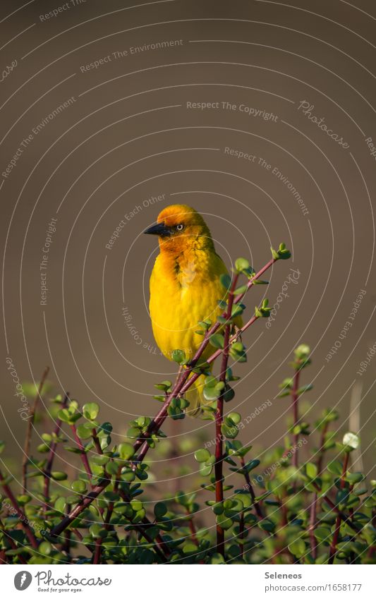 weaver bird Tourism Trip Adventure Far-off places Freedom Environment Nature Plant Bushes Animal Wild animal Bird Animal face 1 Natural Yellow Colour photo