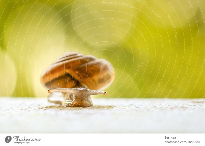 Snail star in the light Nature Garden Meadow Animal Wild animal Animal face 1 Beautiful Colour photo Multicoloured Exterior shot Close-up Detail