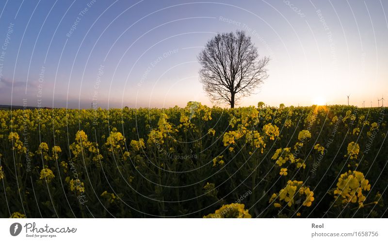 Evening rape field Nature Landscape Plant Sky Cloudless sky Sun Sunrise Sunset Sunlight Spring Summer Tree Field Canola field Wild Multicoloured Yellow Gold