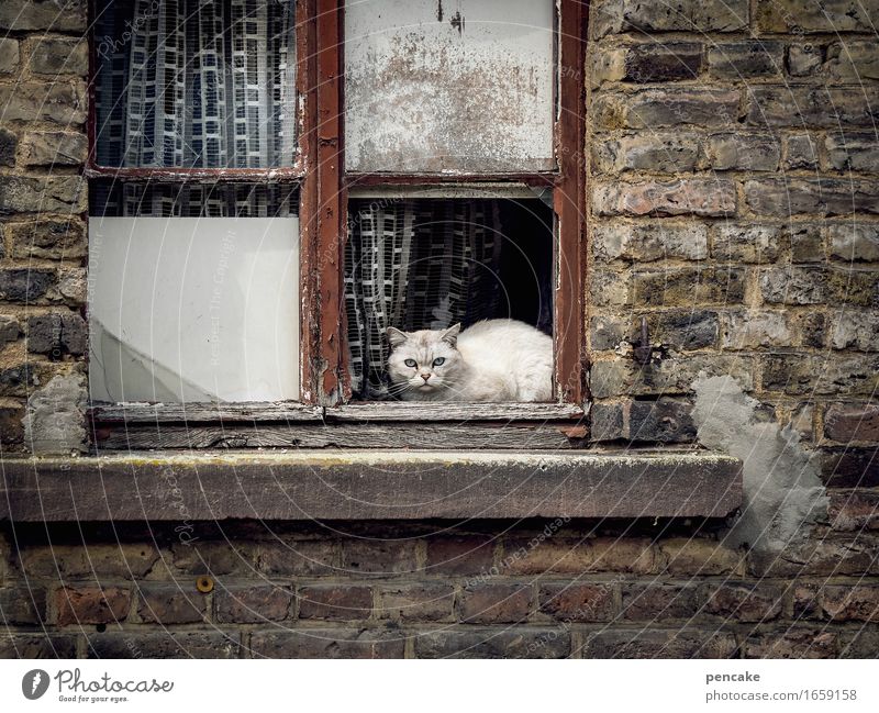 redevelopment Old town House (Residential Structure) Ruin Wall (barrier) Wall (building) Window Animal Pet Cat 1 Aggression Authentic Dirty Broken Retro