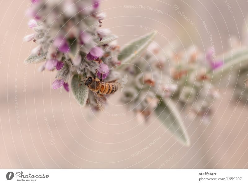 Honeybee, Hylaeus, gathers pollen Nature Plant Animal Spring Flower Blossom Farm animal Bee Wing 1 Brown Yellow Gold Green Violet Pink Black Colour photo