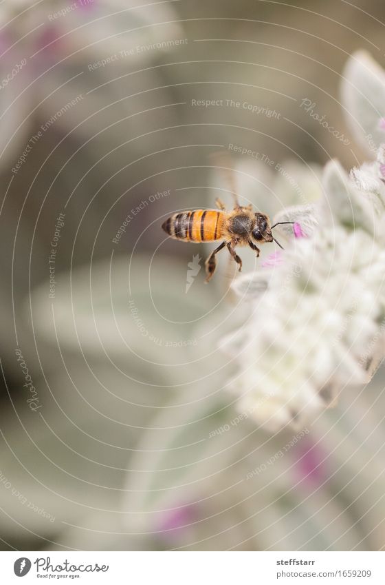 Honeybee, Hylaeus, gathers pollen Nature Plant Animal Spring Flower Blossom Garden Farm animal Bee 1 Brown Yellow Gold Green Violet Pink Black Colour photo