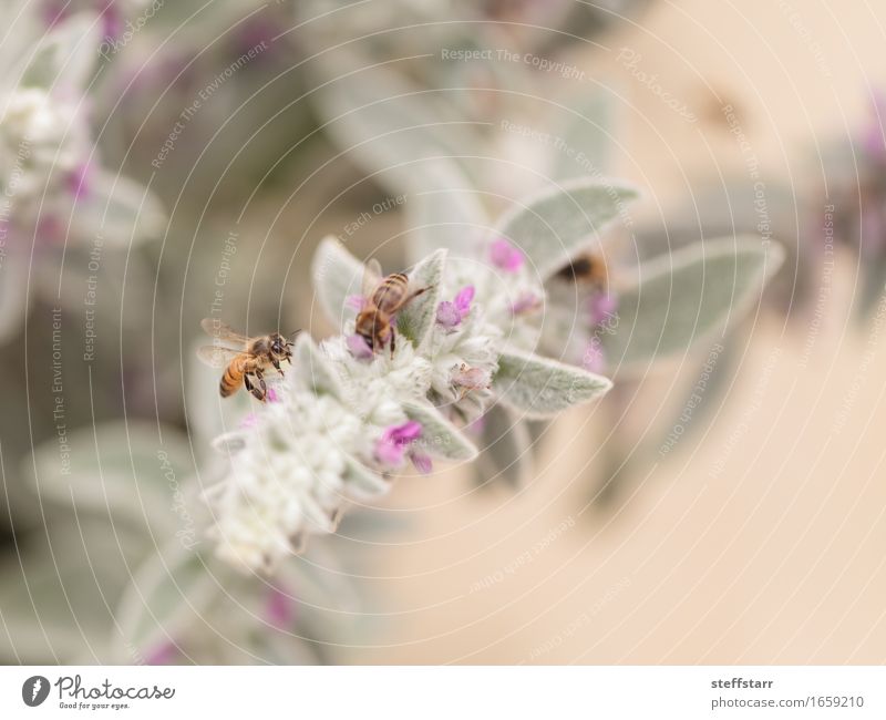 Honeybee, Hylaeus, gathers pollen Nature Plant Animal Spring Flower Blossom Farm animal Bee Wing 2 Brown Yellow Gold Green Violet Pink Black Colour photo