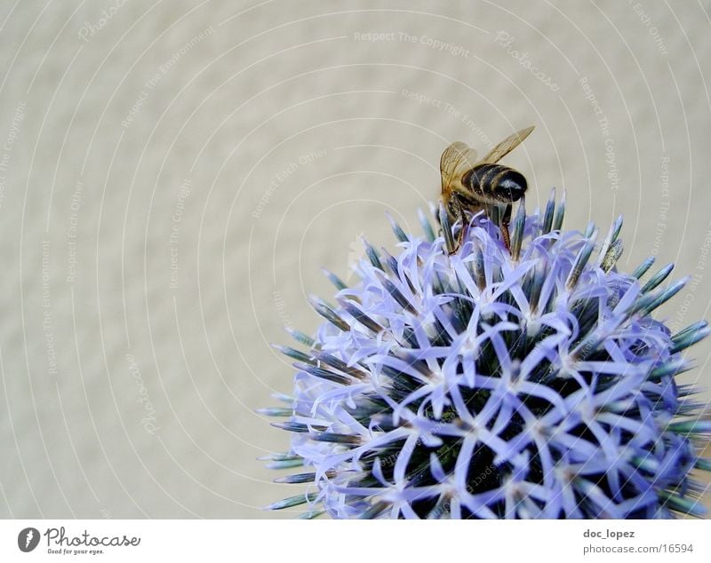 Bee_and_blue_Ding_1 Stamen Flower Summer Diligent blue blossom Nectar Detail Partially visible Blue Action