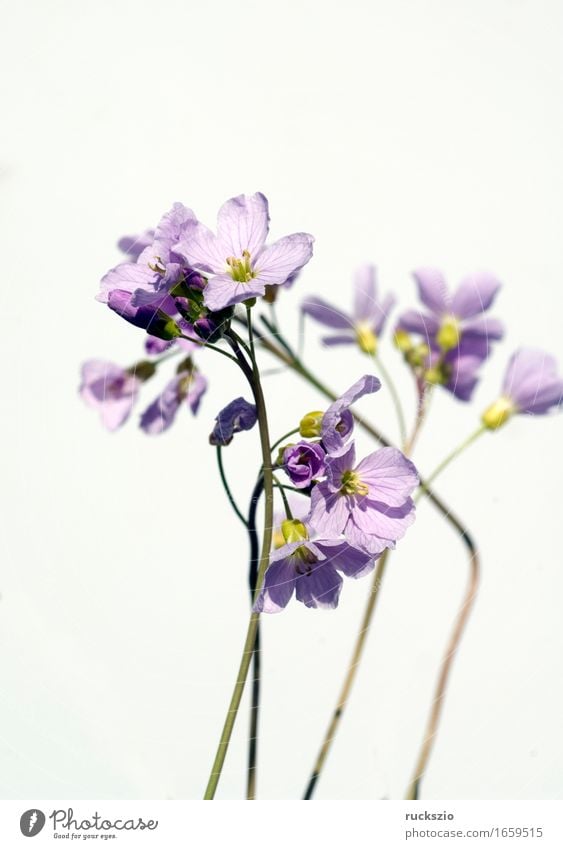 cuckooflower; cardamine, pratensis; meadow flower Plant Blossom Wild plant White lady's smock cardamines Meadow flower Weed wild vegetables Medicinal plant