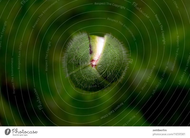 poppy seed Poppy Corn poppy Bud Flower Blossoming Relaxation Peaceful Garden Grass Garden plot Nature Lawn Calm Summer Copy Space Growth Weather Meadow Green