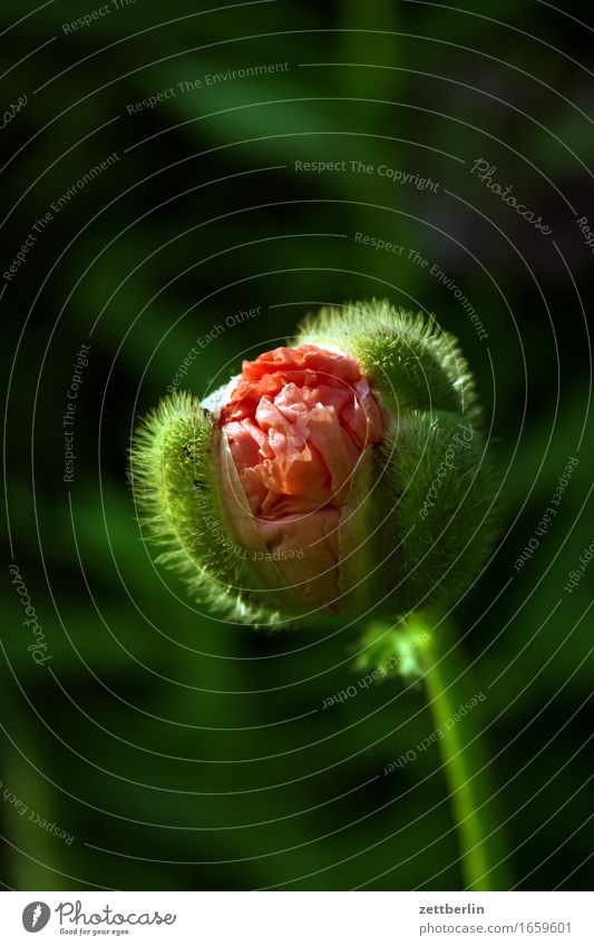 More Poppy Flower Blossoming Bud Peaceful Garden Grass Seed plant Poppy capsule Poppy leaf Corn poppy Nature Calm Summer Copy Space Growth Water Drops of water
