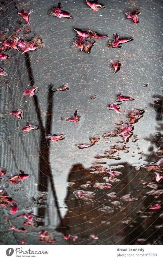 Thank you For Flowers Colour photo Reflection Calm House (Residential Structure) Water Sky Clouds Storm Rain Leaf Blossom Dream Wet Gloomy Puddle Self portrait