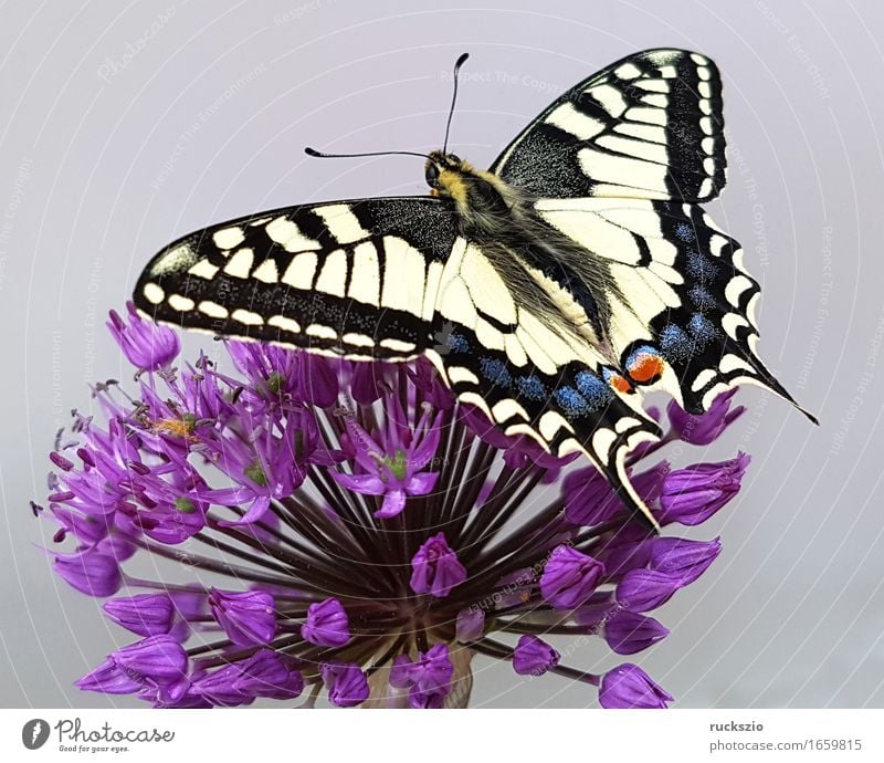 Swallowtail; Papilio; machaon; Butterfly; Butterfly; Butterfly Free Black White butterflies Insect Noble butterfly spotted butterfly precious butterfly Neutral