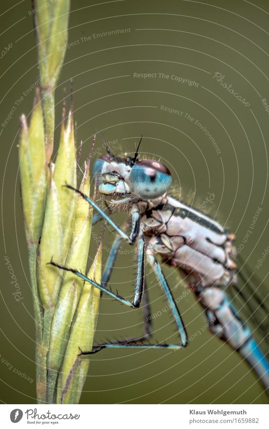 A damselfly let me get close enough. Here she sits on a blade of grass and waits. Damselfly Dragonfly Dragonfly wing Insect imago Chitin compound eye Facet Eye