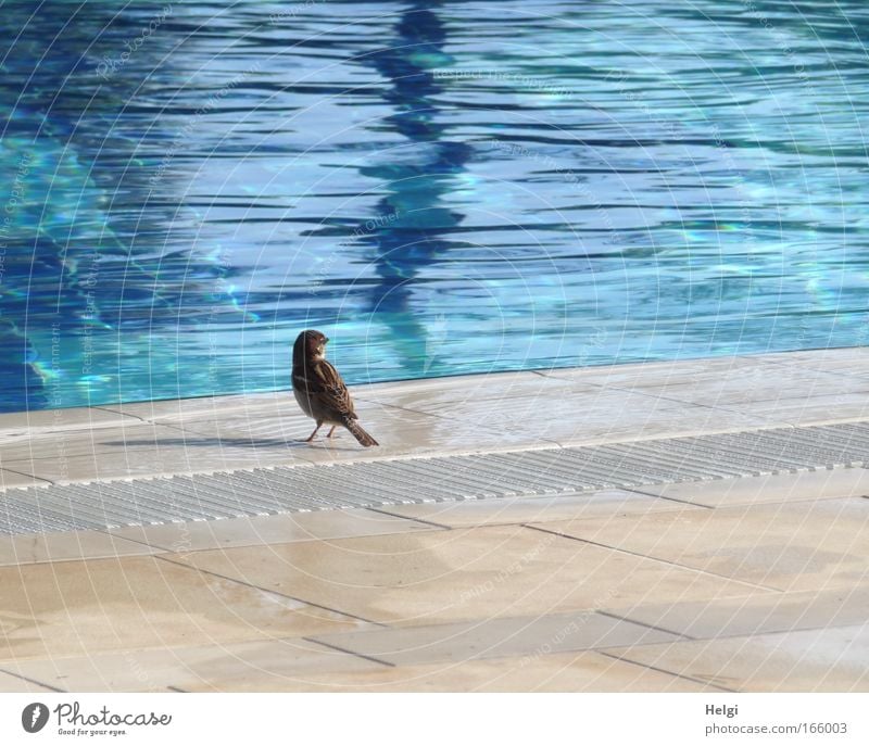 little sparrow by the big pool... Colour photo Exterior shot Deserted Copy Space right Copy Space top Copy Space bottom Day Shadow Sunlight Animal portrait