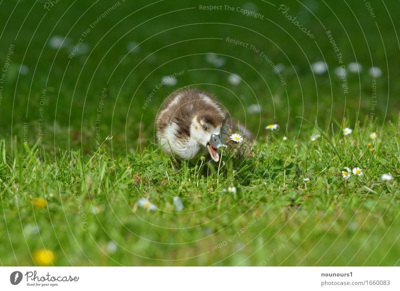 place there Nature Plant Animal Grass Blossom Park Meadow Wild animal Nile Goose Nile geese nilgan chicks Chick 1 Baby animal Movement Running Looking Brash