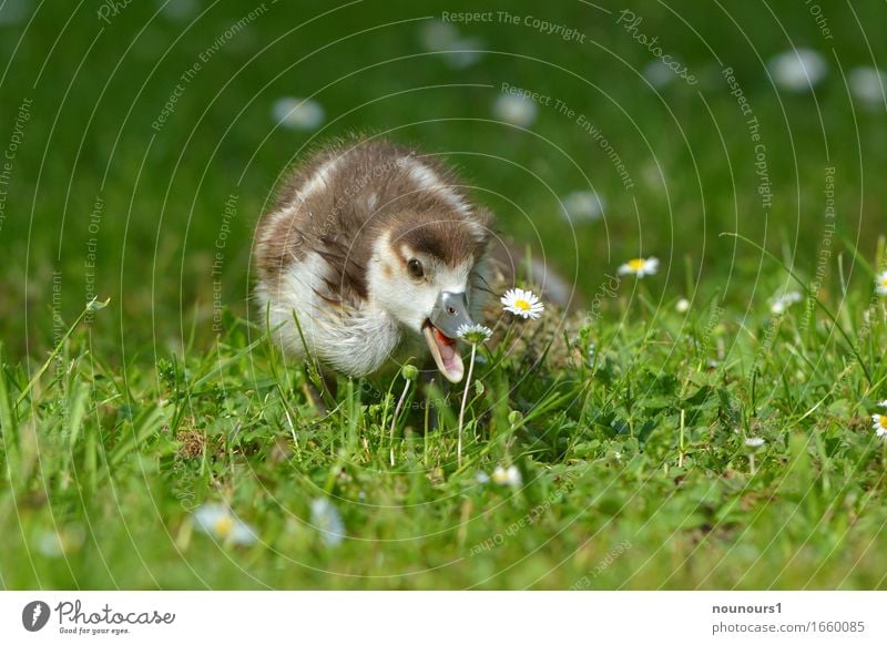 nak-nak Animal Wild animal nilgan chicks 1 Baby animal Running Observe Movement Blossoming Eating To feed Going Jump Hiking Elegant Happiness Fresh Cuddly