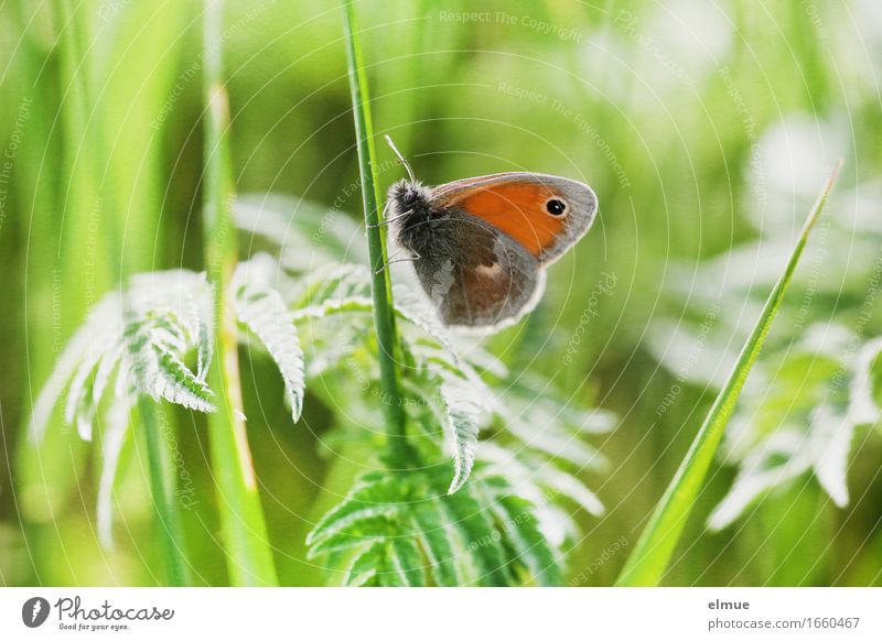 in the macro jungle Nature Plant Animal Beautiful weather Grass Foliage plant Meadow Butterfly butterflies Noble butterfly Browns Eyes Wait Free Small Near