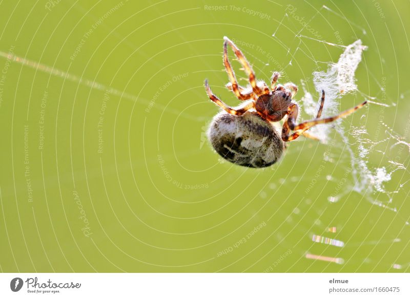 cross-linked Nature Animal Spider oak leaf spider Spider's web Articulate animals Net Sphere Ambush Observe Wait Threat Fat Disgust Creepy Astute Near Smart