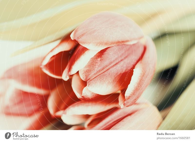 Red Tulips Close Up Nature A Royalty Free Stock Photo From - 