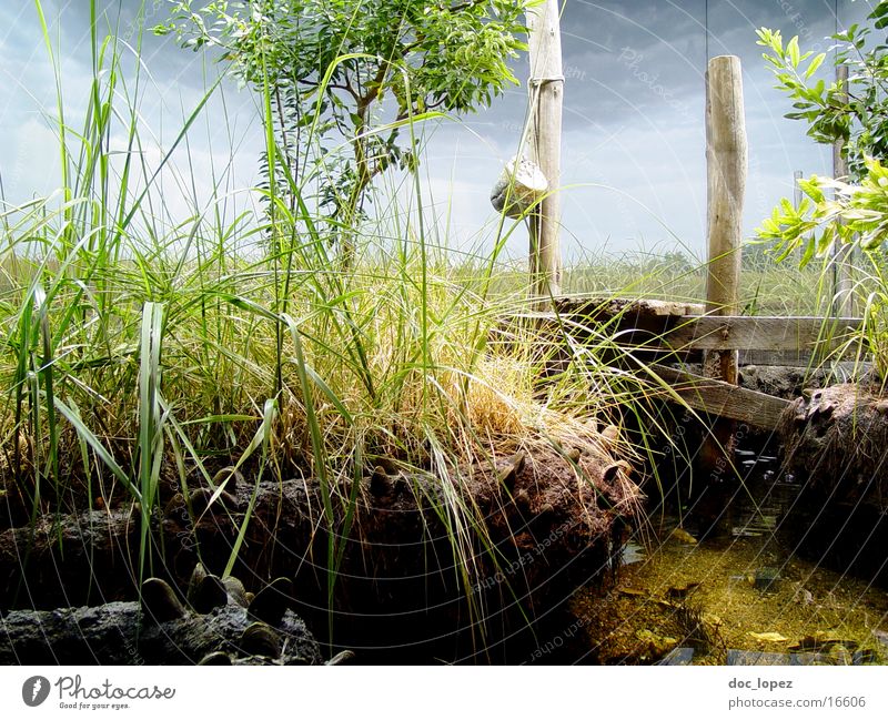 perfect world Footbridge Green Grass Blade of grass Tree Landscape Coast Water Plastic world Moody Nature