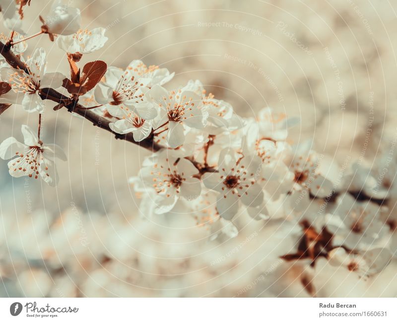 White Tree Flowers Spring Blossom Environment Nature Plant Leaf Blossoming Beautiful Brown Orange Spring fever Colour Pure Close-up Branch Spring flower