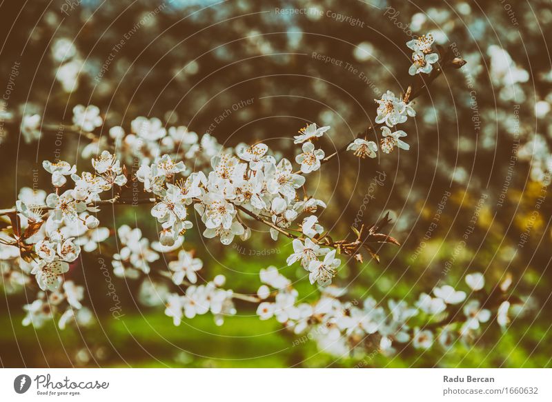 White Apple Tree Flowers Spring Blossom Fruit Environment Nature Landscape Plant Leaf Forest Blossoming Beautiful Retro Brown Green Spring fever Optimism