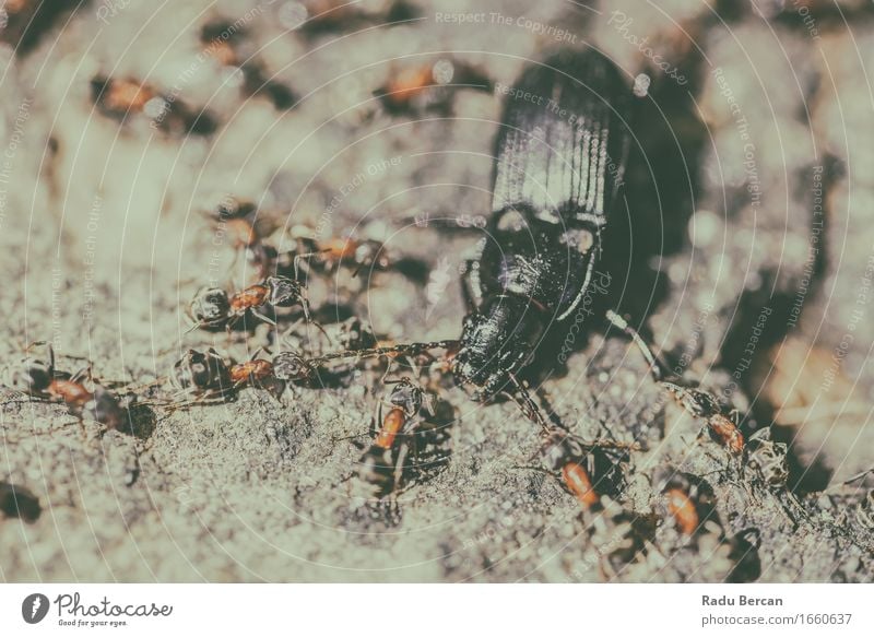Colony Of Ants Atacking And Eating Beetle Animal Group of animals To feed Feeding Hunting Crawl Aggression Threat Creepy Strong Many Wild Gray Orange Black
