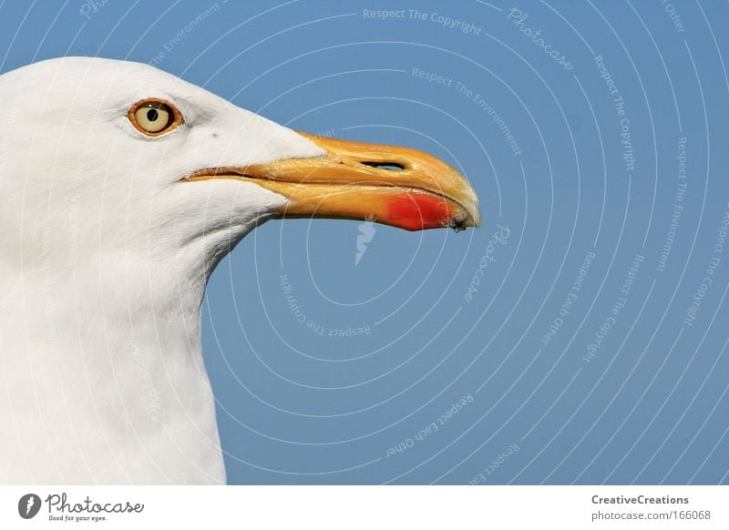 * Seagull with vision * Colour photo Exterior shot Copy Space right Copy Space top Day Animal portrait Profile Far-off places Freedom Summer Ocean Wild animal