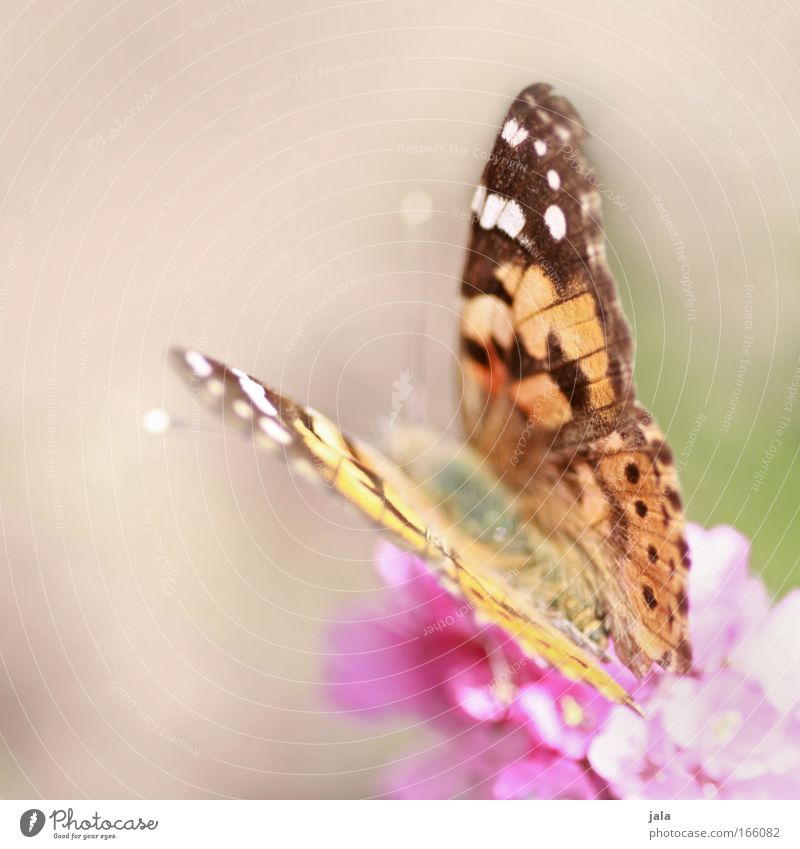 wing system Colour photo Multicoloured Exterior shot Day Blur Animal portrait Sun Spring Flower Blossom Park Meadow Field Wild animal Butterfly Wing 1 Flying