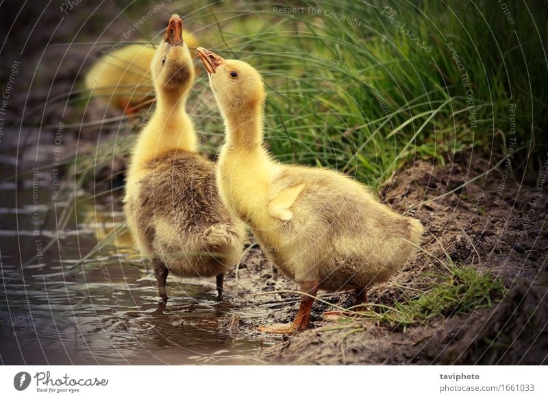 cute gooslings drinking water Drinking Life Baby Nature Animal Grass Park Coast Pond Lake Bird Together Small Natural Cute Yellow goose geese Thirsty Domestic