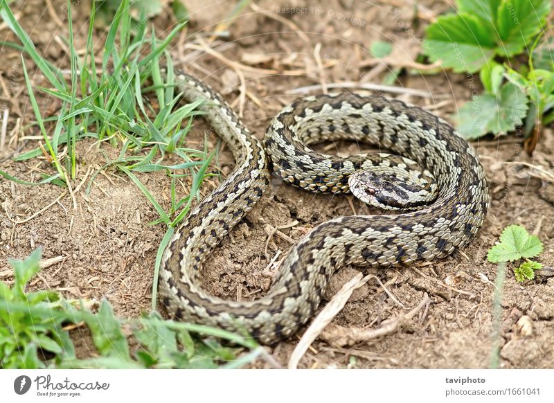 male Vipera ursinii rakosiensis on natural habitat Beautiful Nature Animal Meadow Snake Wild Brown Fear Dangerous Romania scales reptilian adder predator