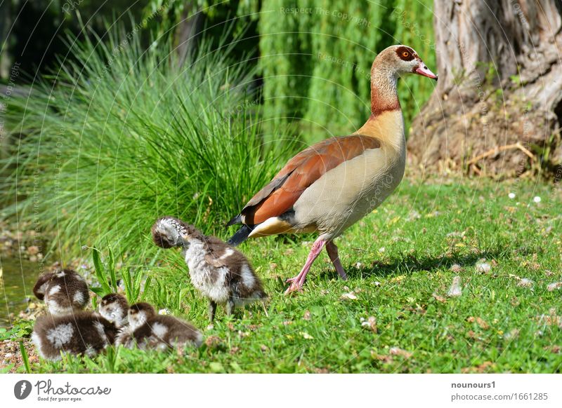 Mama watches Animal Wild animal Nile Goose Nile geese nilgan chicks Group of animals Baby animal Animal family Swimming & Bathing Touch Movement Going Lie