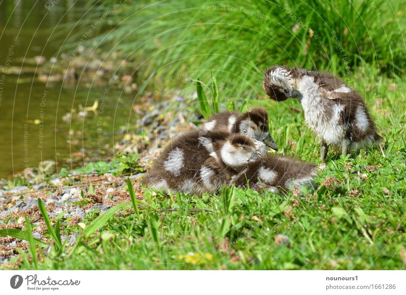 cleaning and dozing Animal Wild animal Nile Goose Nile geese nilgan chicks Group of animals Baby animal To enjoy Crouch Lie Sit Happy Cuddly Small Funny Natural