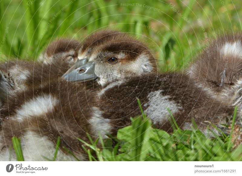 security Animal Wild animal nilgan chicks Touch Relaxation Freeze Crouch Lie Sit Natural Curiosity Cute Soft Brown White Contentment Joie de vivre (Vitality)