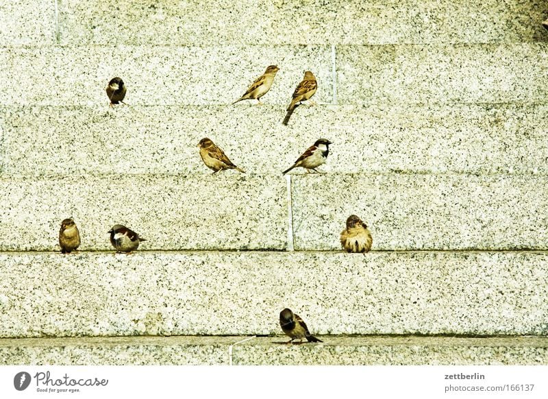 passer domesticus Sparrow Bird Flock of birds Spring standing bird civilization attendants cultural follower Stairs Steps Level climb the stairs Sit Wait