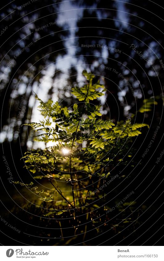 fern Environment Nature Landscape Plant Sunrise Sunset Sunlight Spring Climate Bushes Wild plant Fern Pteridopsida Forest Deserted Sustainability Green