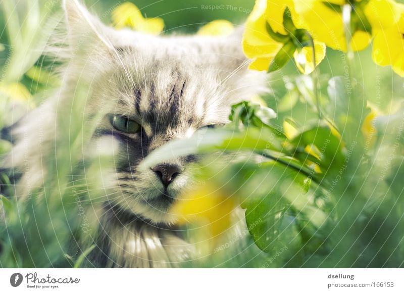 Cat hidden in yellow plants - eye contact Colour photo Exterior shot Deserted Day Sunlight Shallow depth of field Central perspective Animal portrait